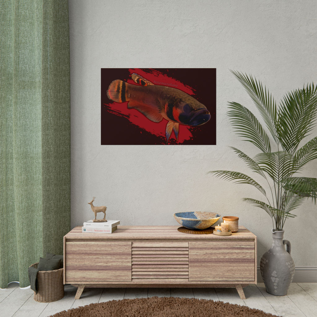Betta macrostoma wall art - RARE wild betta fish
