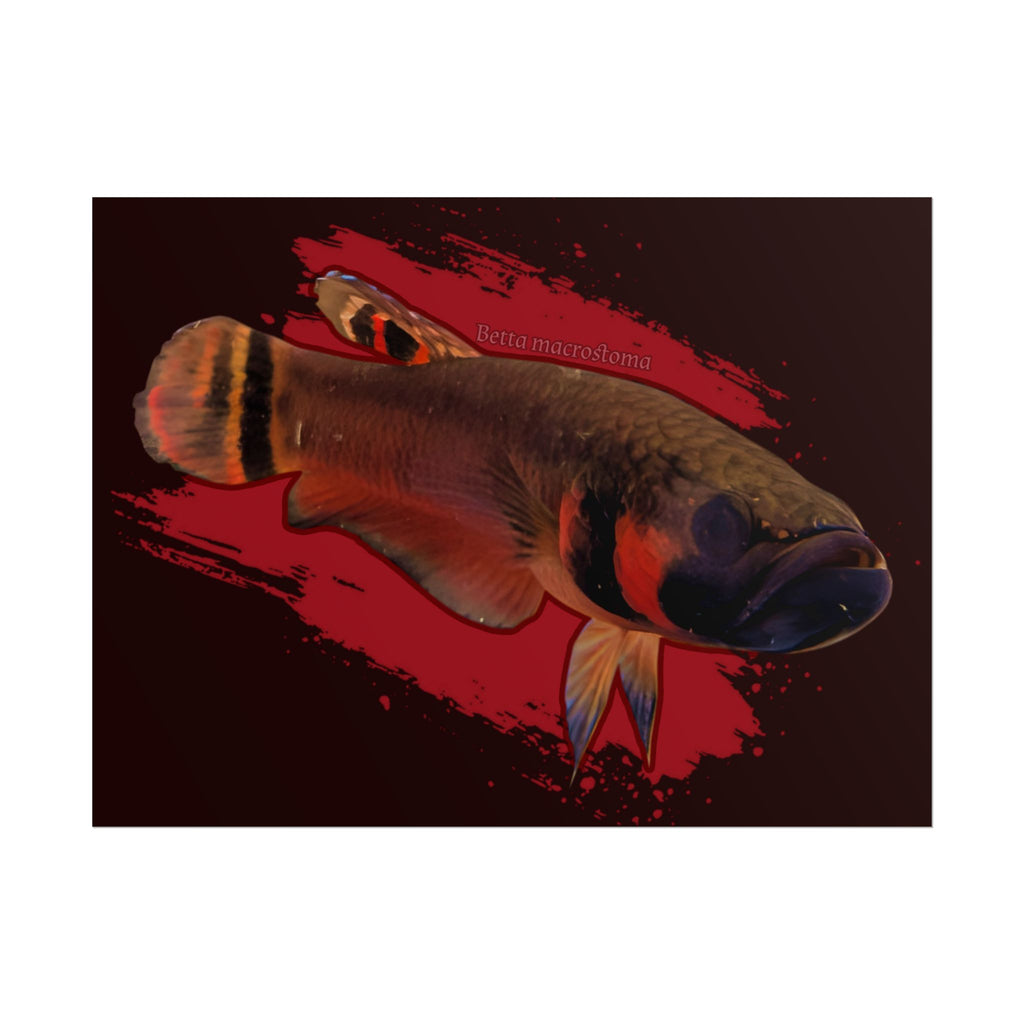 Betta macrostoma wall art - RARE wild betta fish