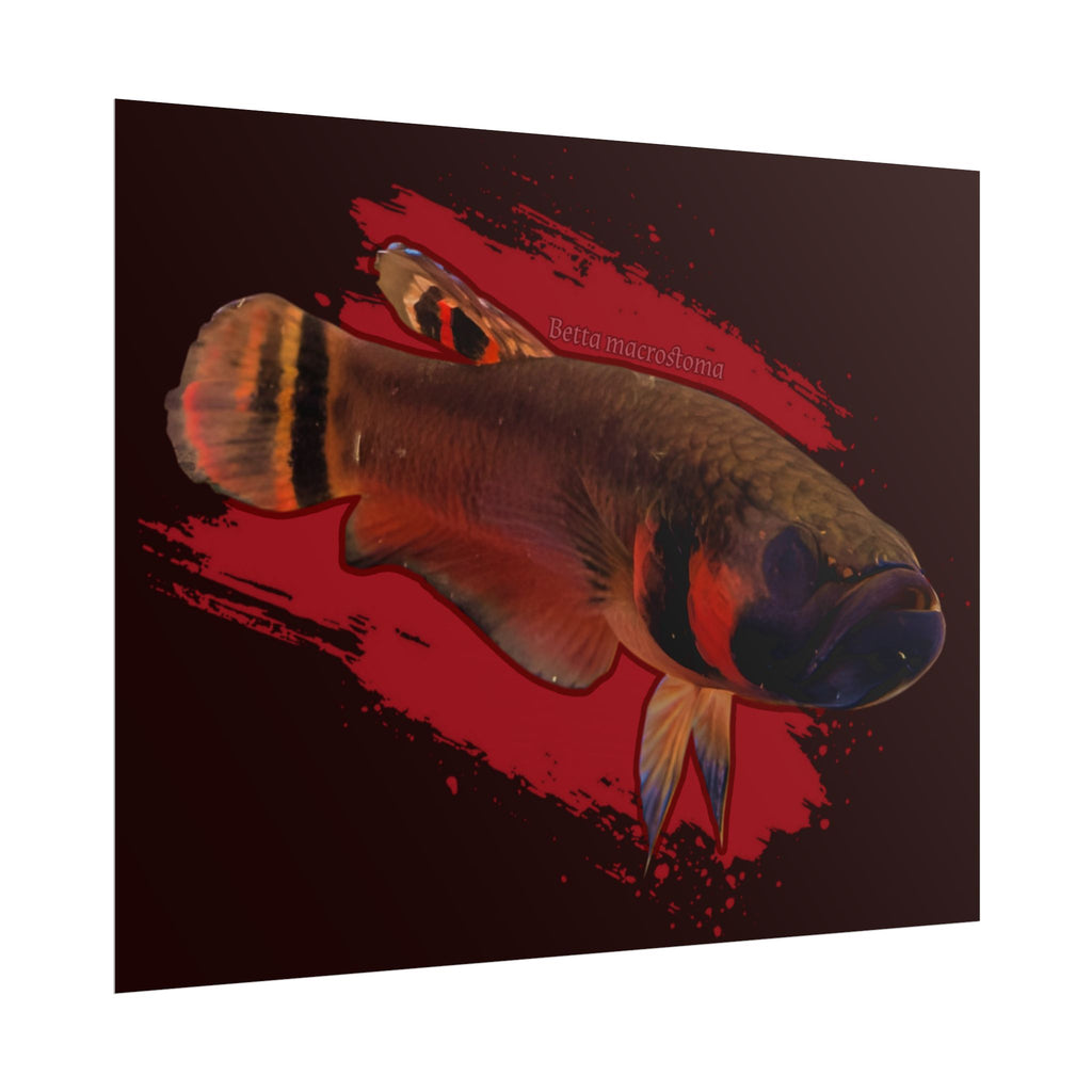 Betta macrostoma wall art - RARE wild betta fish