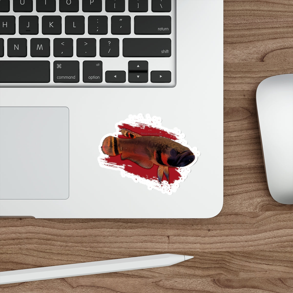 Betta macrostoma sticker - die cut