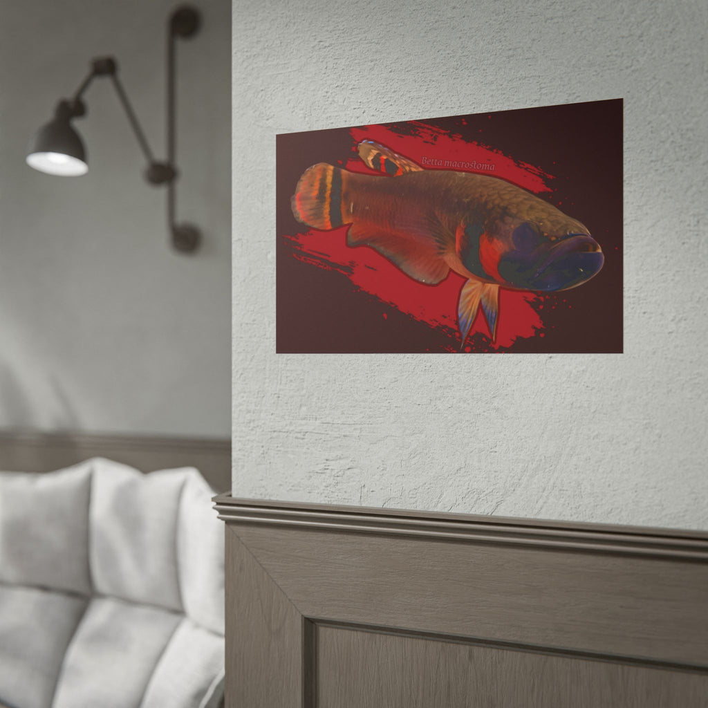 Betta macrostoma wall art - RARE wild betta fish