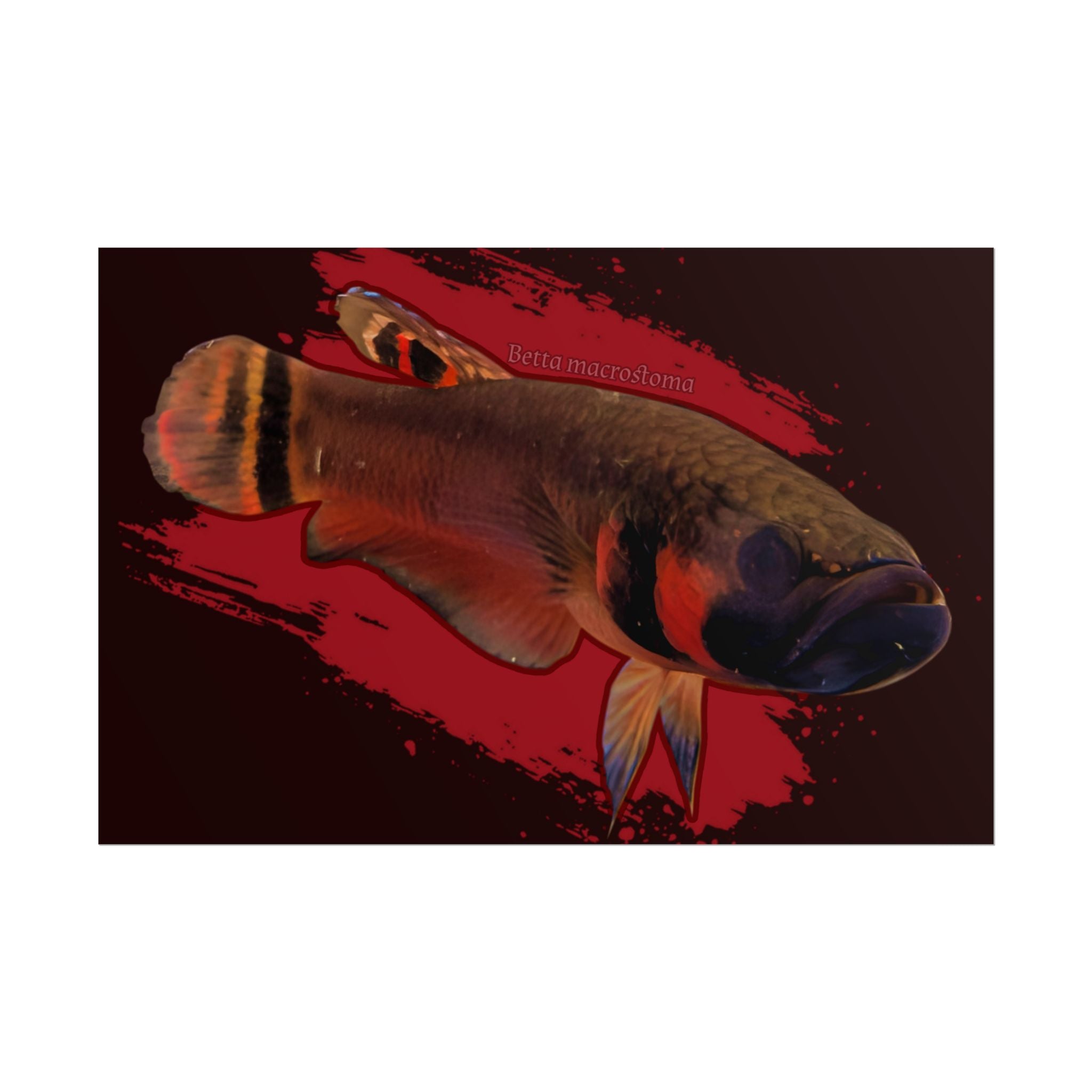 Betta macrostoma wall art - RARE wild betta fish