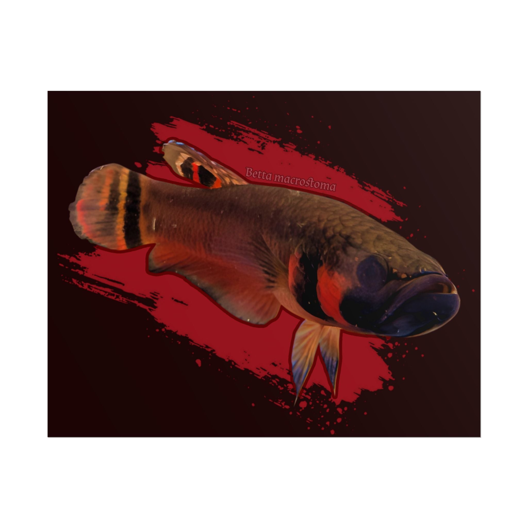 Betta macrostoma wall art - RARE wild betta fish