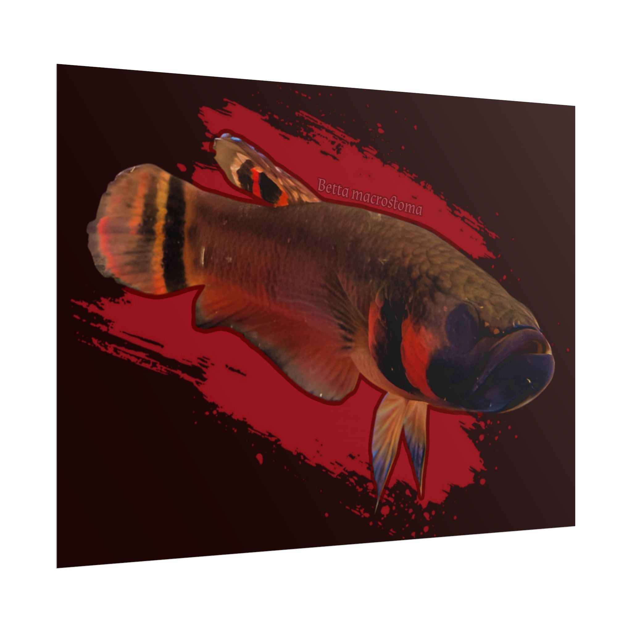 Betta macrostoma wall art - RARE wild betta fish