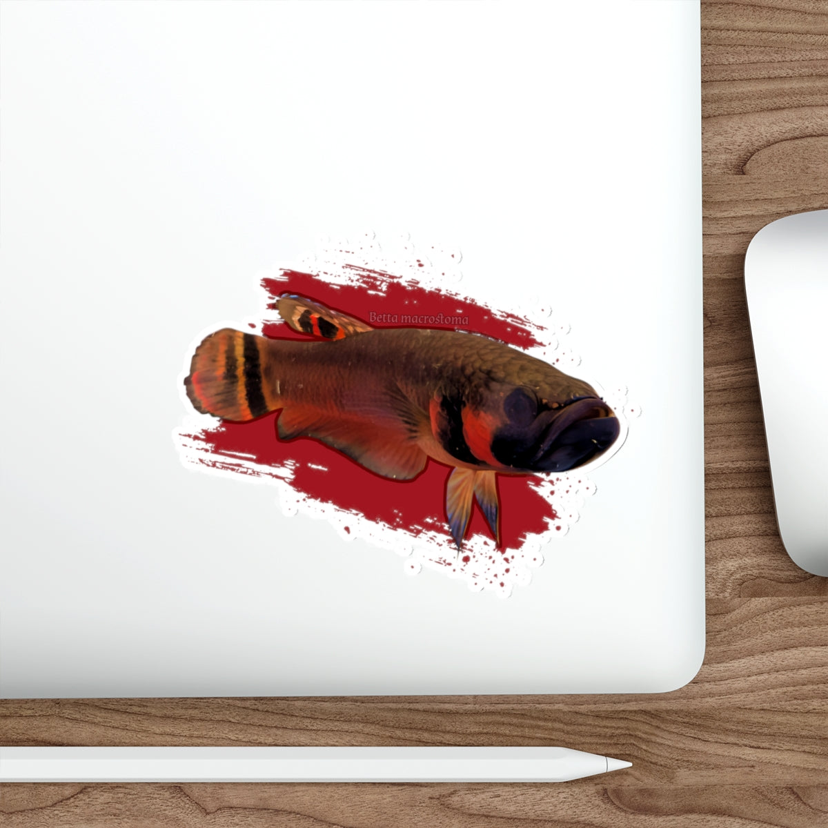 Betta macrostoma sticker - die cut