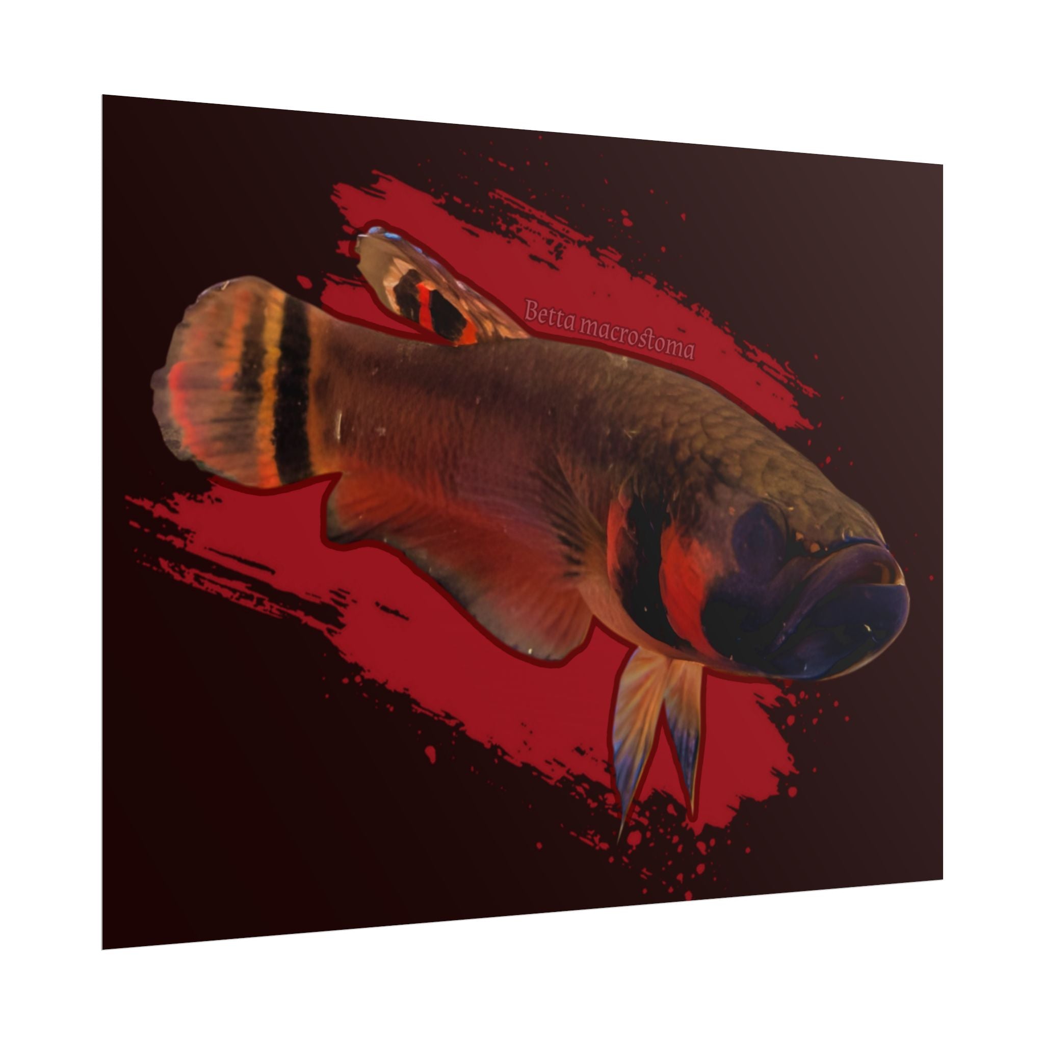 Betta macrostoma wall art - RARE wild betta fish