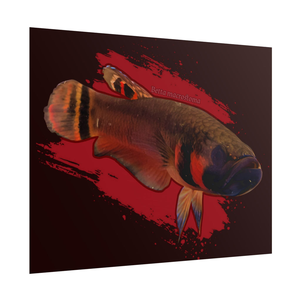 Betta macrostoma wall art - RARE wild betta fish