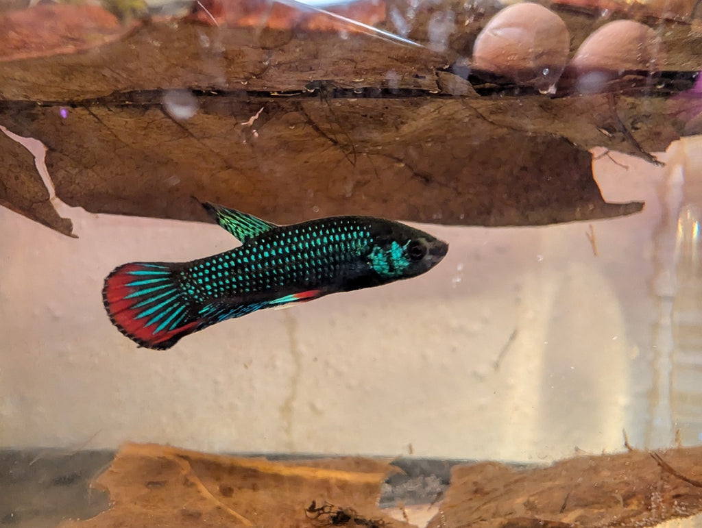 Betta Imbelis - Wild Type Wild Betta Fish - Franks Bettas Line Original Rare - Image 4