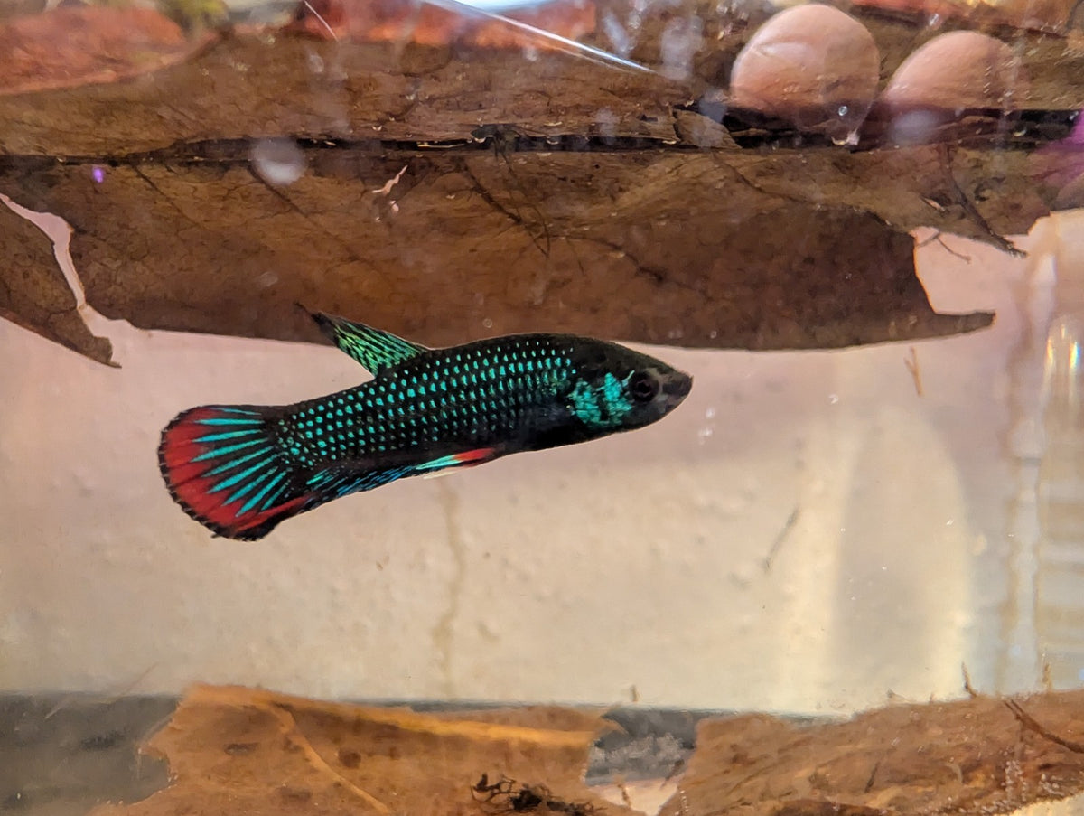 Betta Imbelis - Wild Type Wild Betta Fish - Franks Bettas Line Original Rare - Image 4