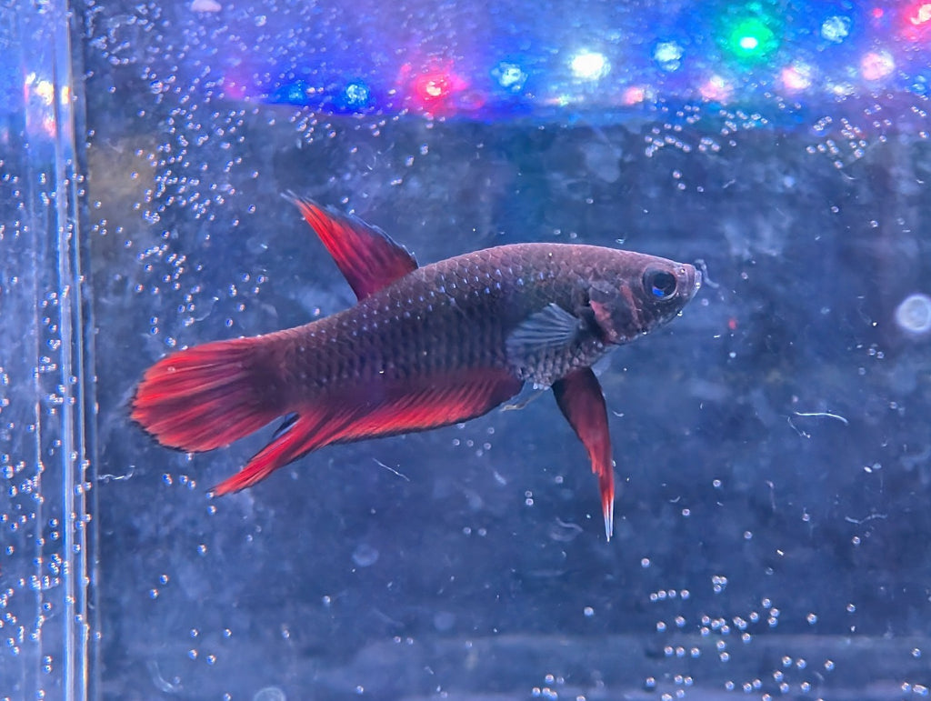 Pair Of Betta Splenden - Red Wild Type- RARE wild Betta WYSIWYG - Image 3