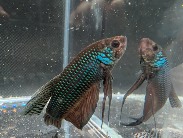 Male Betta Smaragdina Guitar - WILD BETTA Live Freshwater fish WYSIWYG - Image 1