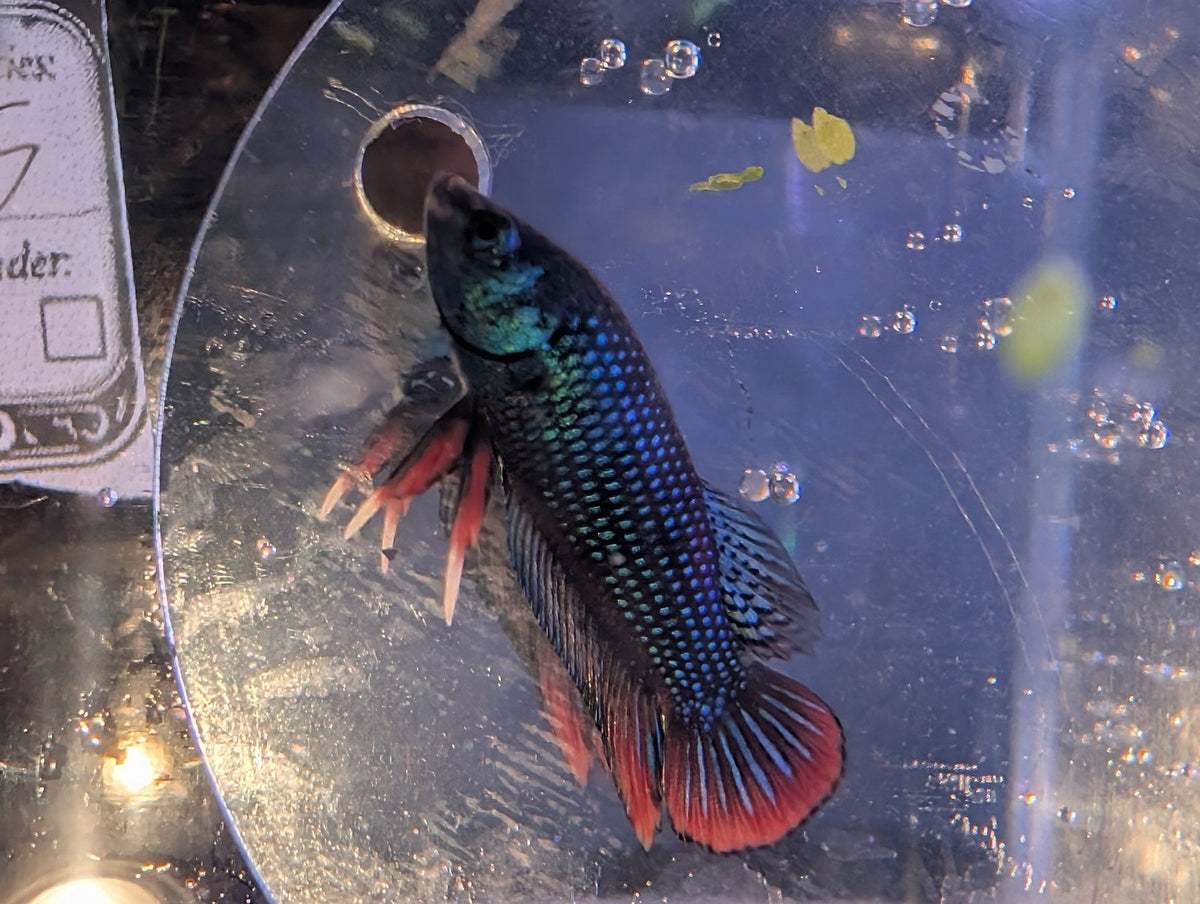 Pair Of Betta Imbelis - "Crescent Betta" - Rare Wild Betta Fish WYSIWYG - Image 4