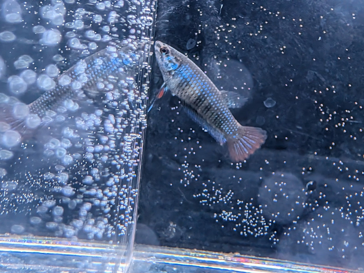 Betta Imbelis - Wild Type Wild Betta Fish - Franks Bettas Line Original Rare - Image 3