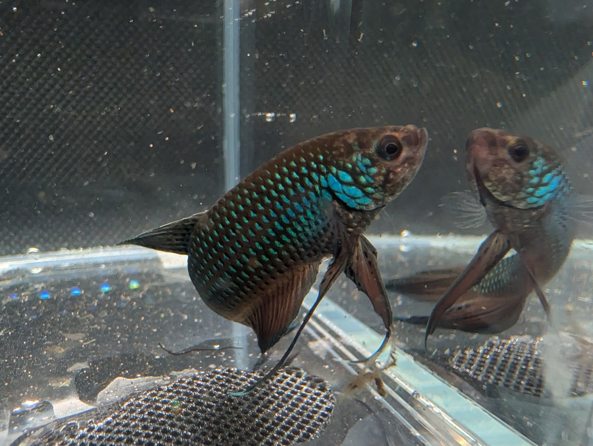 Male Betta Smaragdina Guitar - WILD BETTA Live Freshwater fish WYSIWYG - Image 2