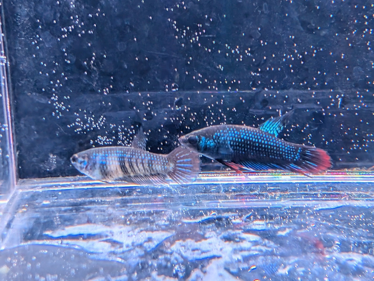 Betta Imbelis - Wild Type Wild Betta Fish - Franks Bettas Line Original Rare - Image 2