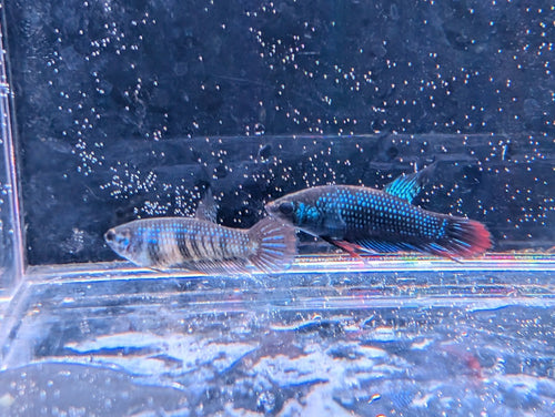 Betta Imbelis - Wild Type Wild Betta Fish - Franks Bettas Line Original Rare - Image 2