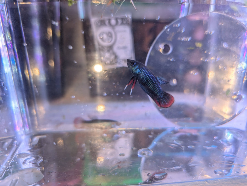Pair Of Betta Imbelis - "Crescent Betta" - Rare Wild Betta Fish WYSIWYG - Image 3