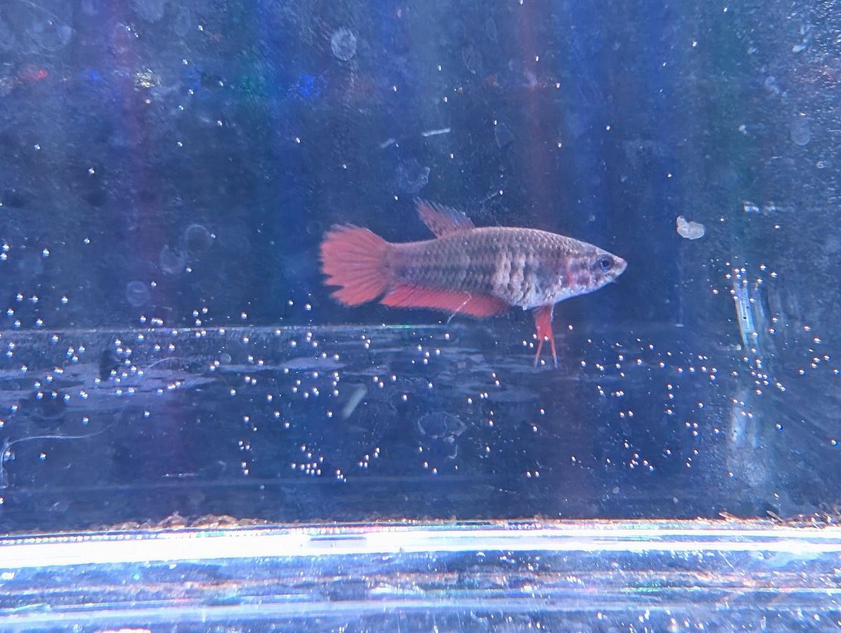 Pair Of Betta Splenden - Red Wild Type- RARE wild Betta WYSIWYG - Image 4