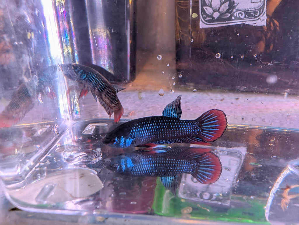 Pair Of Betta Imbelis - "Crescent Betta" - Rare Wild Betta Fish WYSIWYG - Image 1