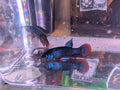 Pair Of Betta Imbelis - "Crescent Betta" - Rare Wild Betta Fish WYSIWYG - Image 1