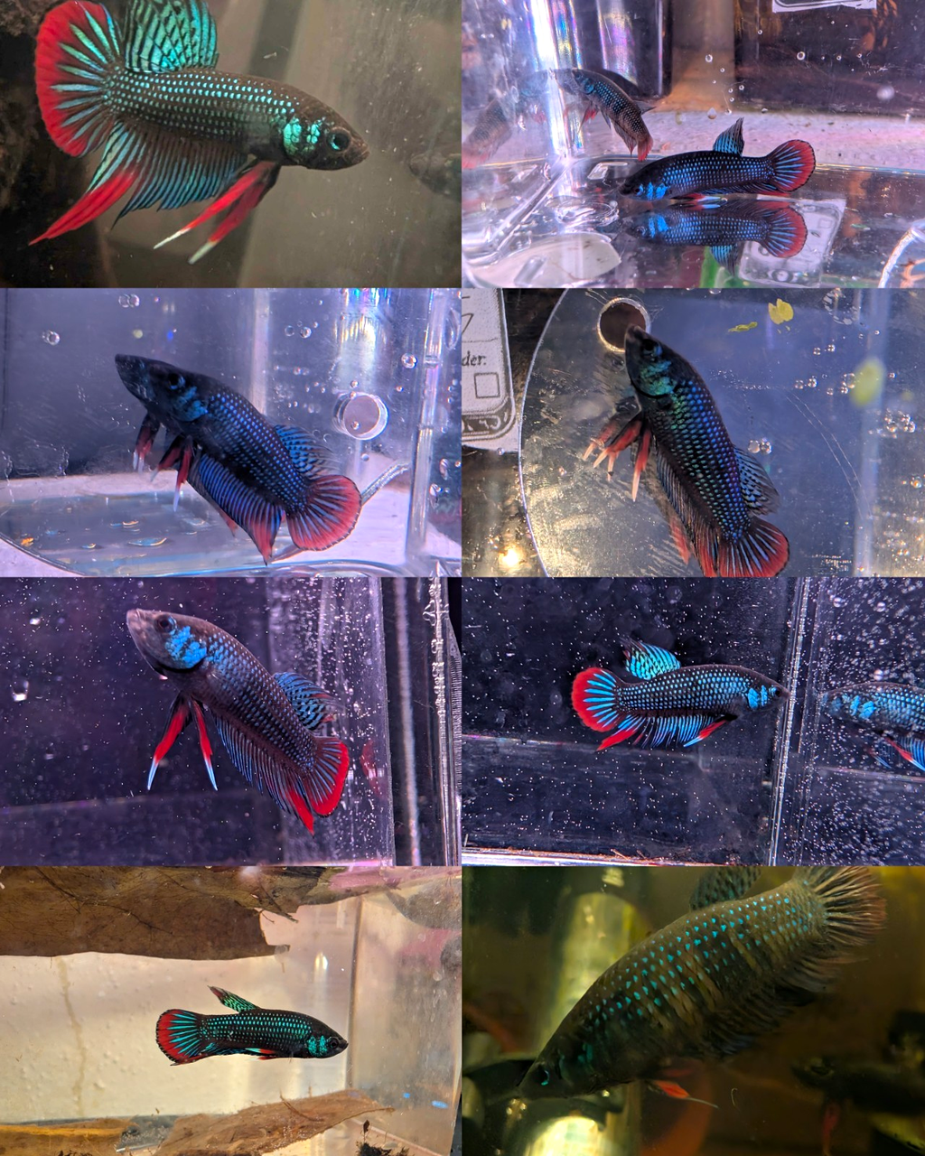 Betta Imbelis - Wild Type Wild Betta Fish - Franks Bettas Line Original Rare - Image 1