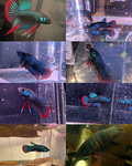 Betta Imbelis - Wild Type Wild Betta Fish - Franks Bettas Line Original Rare - Image 1