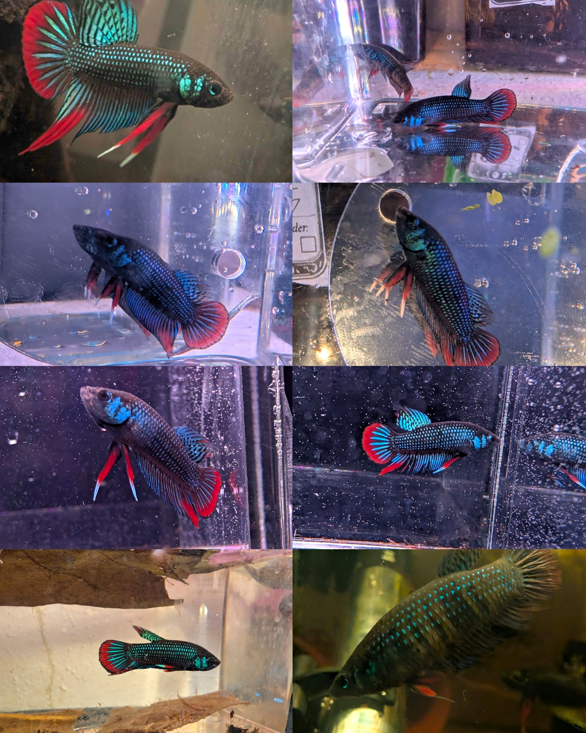Betta Imbelis - Wild Type Wild Betta Fish - Franks Bettas Line Original Rare - Image 1
