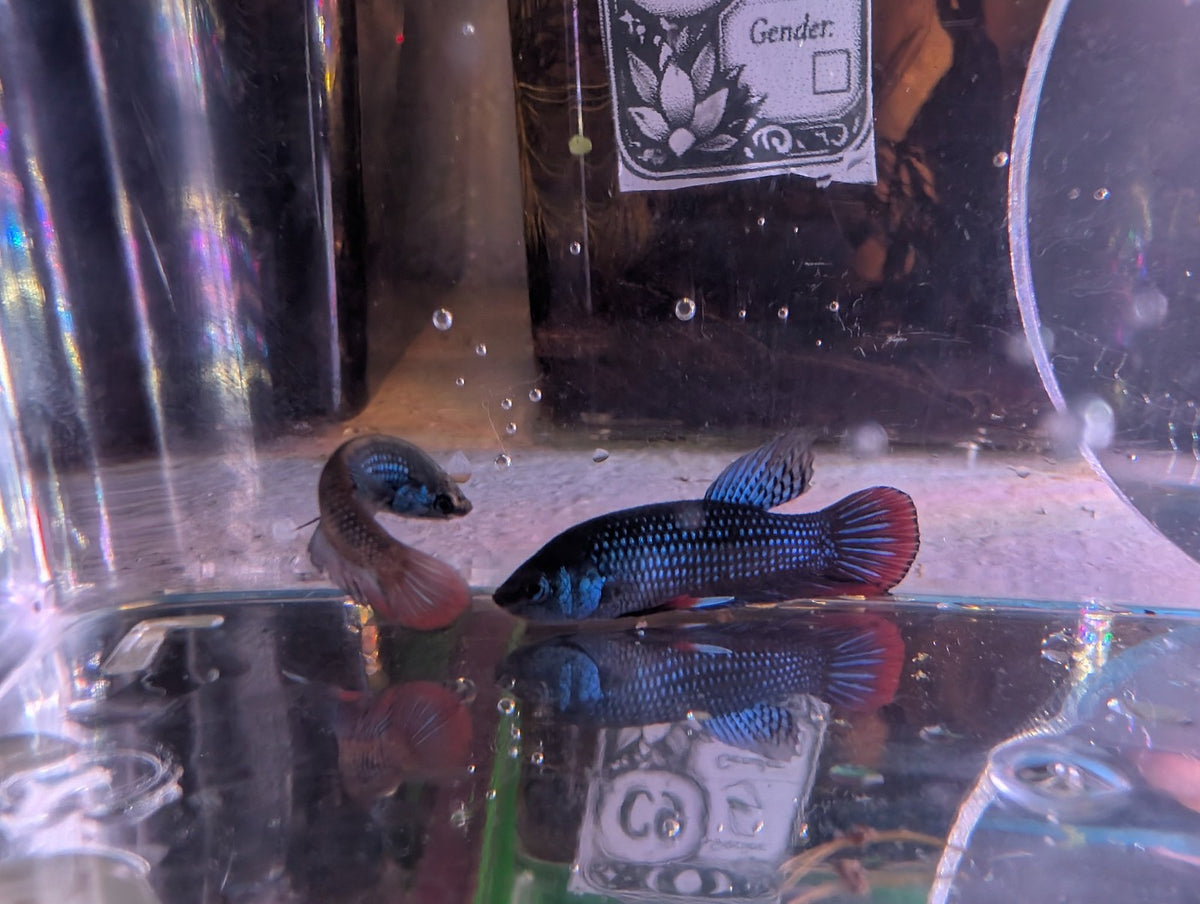 Pair Of Betta Imbelis - "Crescent Betta" - Rare Wild Betta Fish WYSIWYG - Image 2