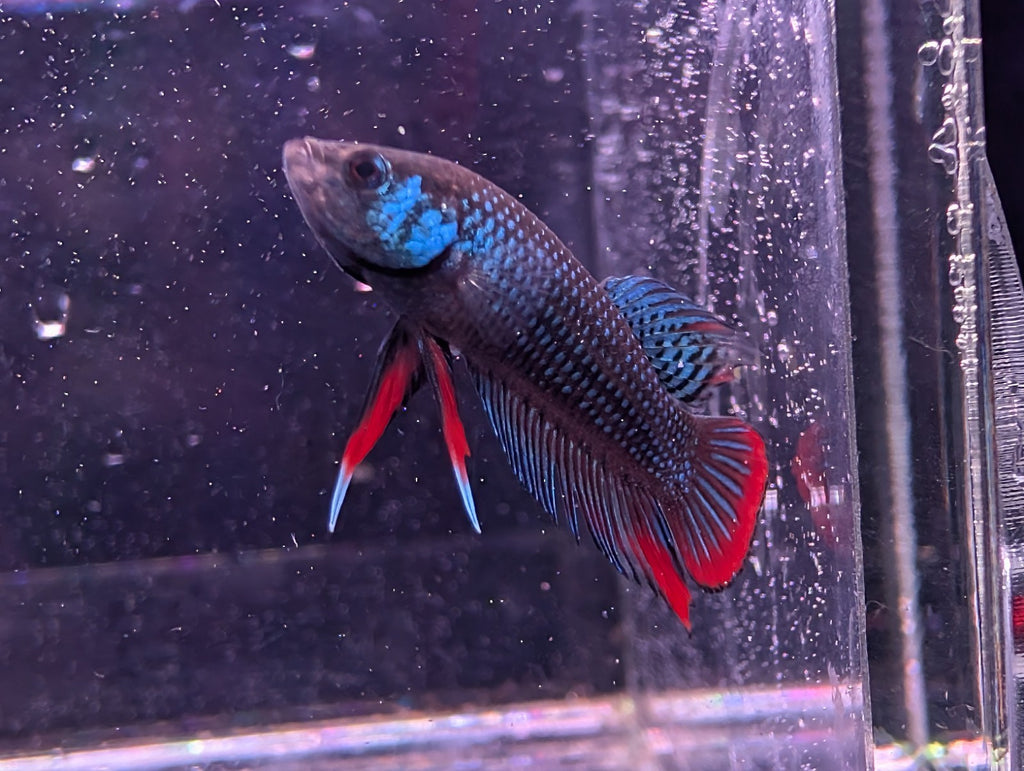 Betta Imbelis - Wild Type Wild Betta Fish - Franks Bettas Line Original Rare - Image 6