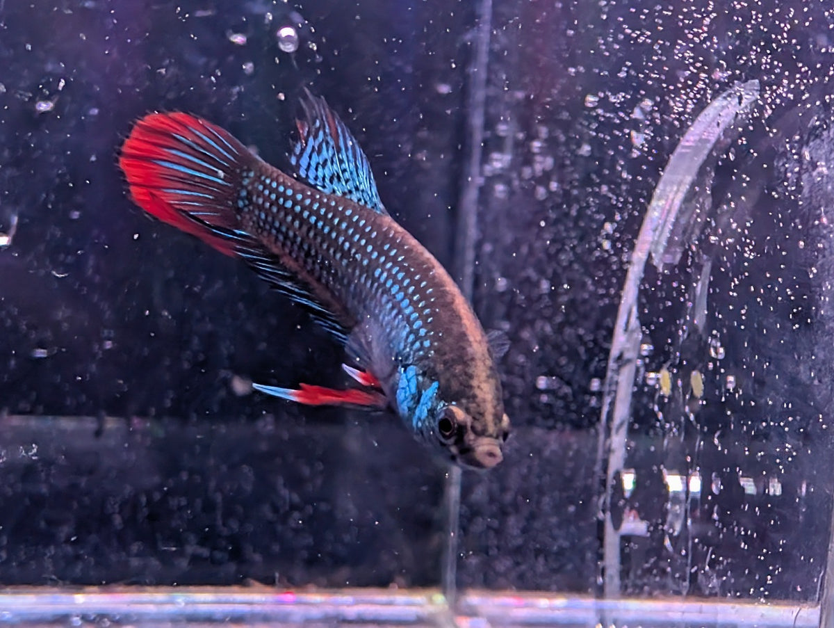 Betta Imbelis - Wild Type Wild Betta Fish - Franks Bettas Line Original Rare - Image 5