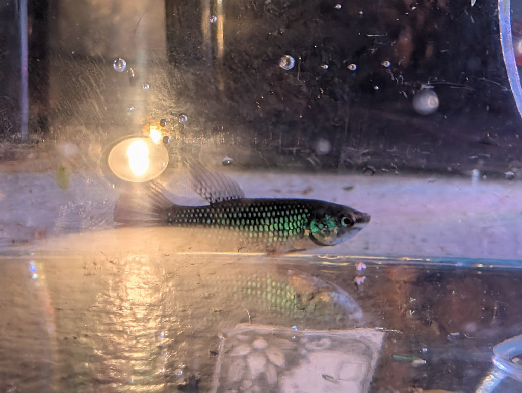 Pair Of Betta Imbelis - "Crescent Betta" - Rare Wild Betta Fish WYSIWYG - Image 5
