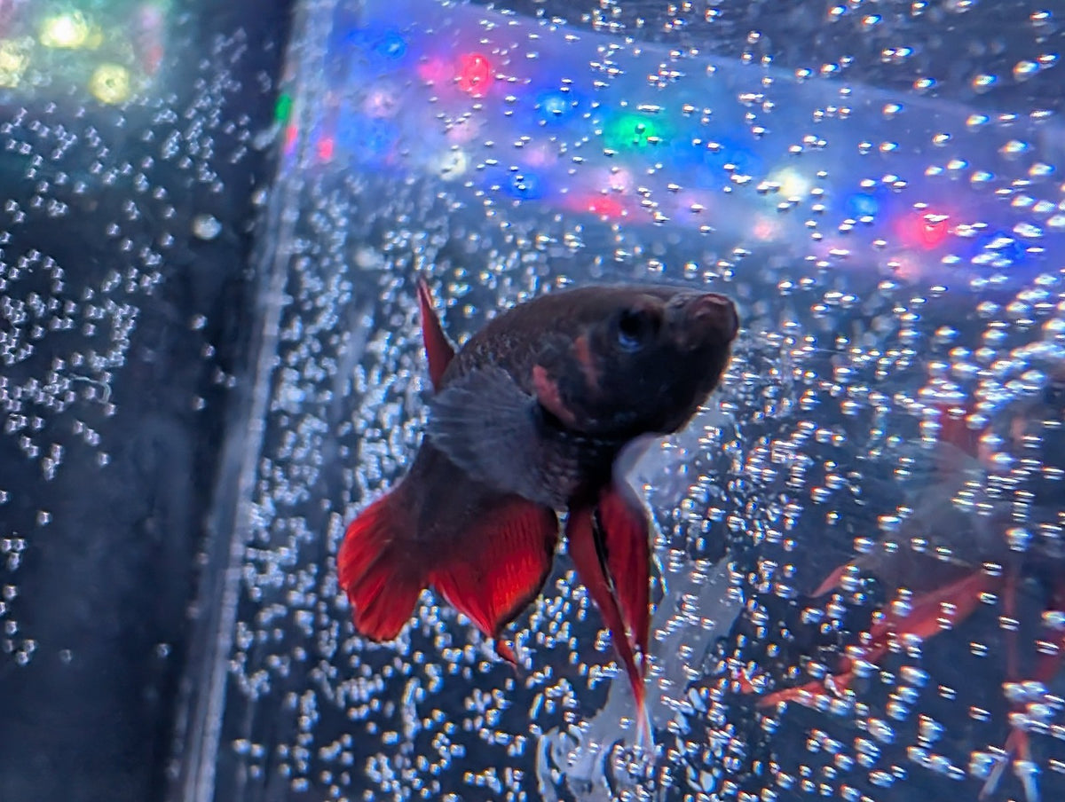 Pair Of Betta Splenden - Red Wild Type- RARE wild Betta WYSIWYG - Image 5