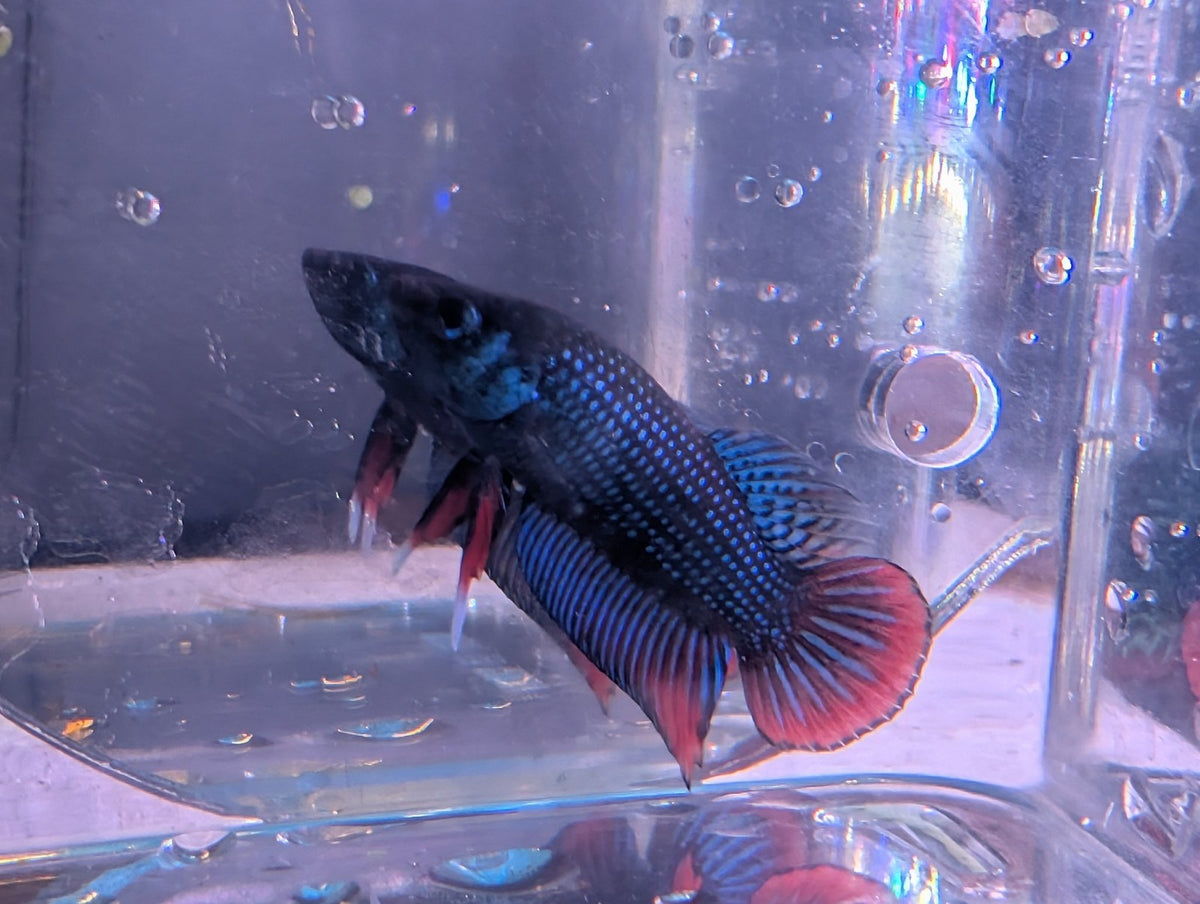 Pair Of Betta Imbelis - "Crescent Betta" - Rare Wild Betta Fish WYSIWYG - Image 6