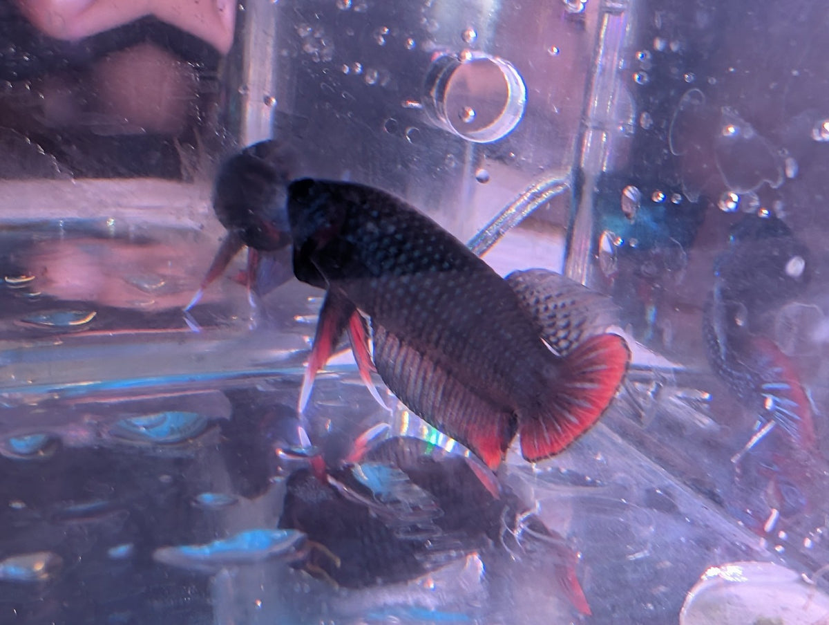 Pair Of Betta Imbelis - "Crescent Betta" - Rare Wild Betta Fish WYSIWYG - Image 7