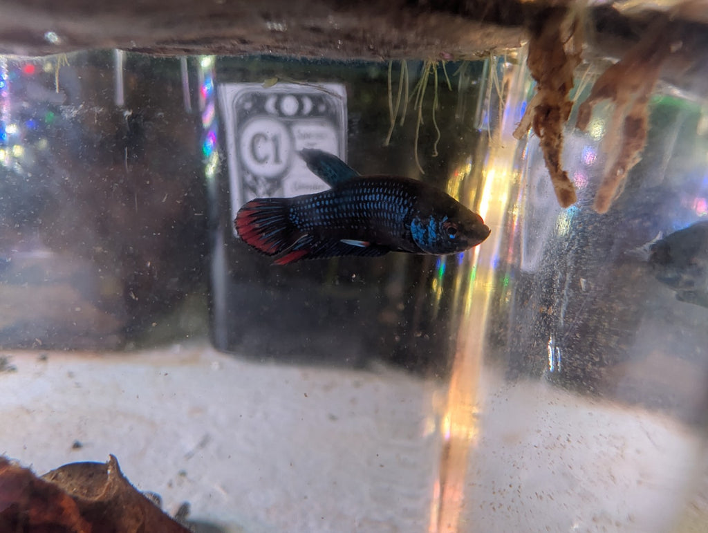 Betta Imbelis - Wild Type Wild Betta Fish - Franks Bettas Line Original Rare - Image 10