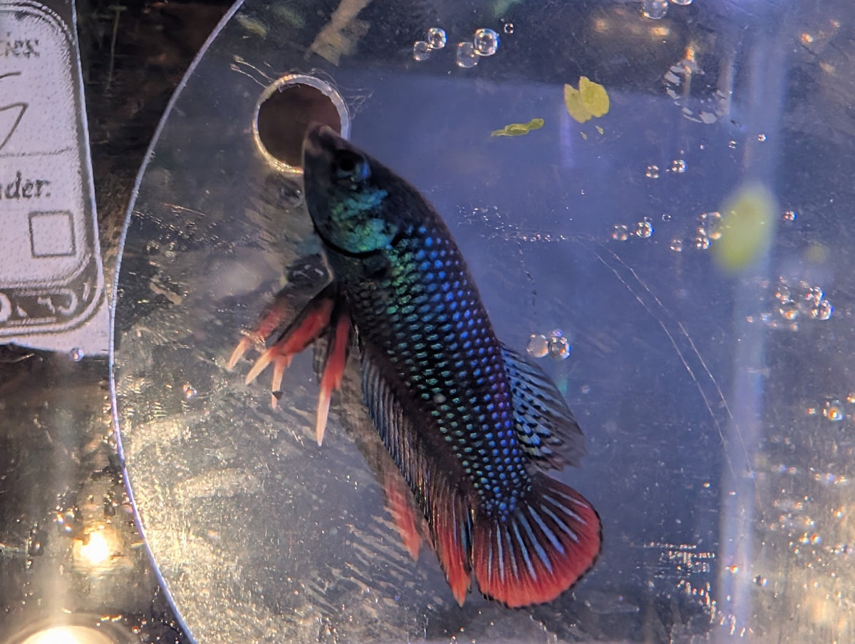Betta Imbelis - Wild Type Wild Betta Fish - Franks Bettas Line Original Rare - Image 8