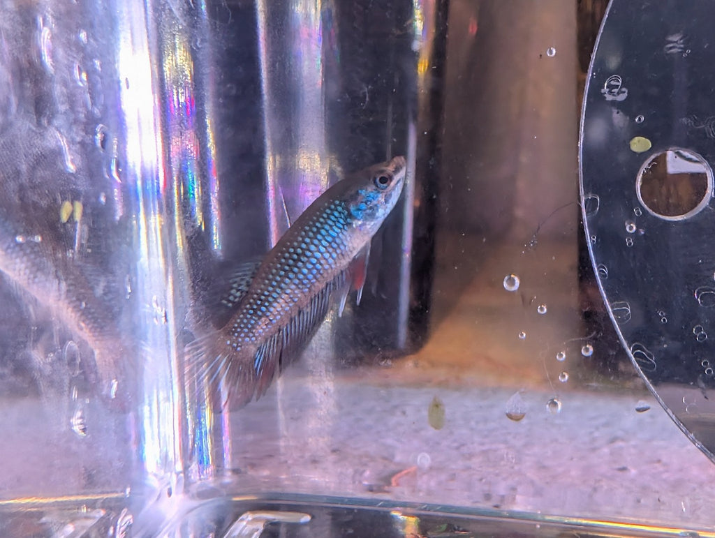 Pair Of Betta Imbelis - "Crescent Betta" - Rare Wild Betta Fish WYSIWYG - Image 8