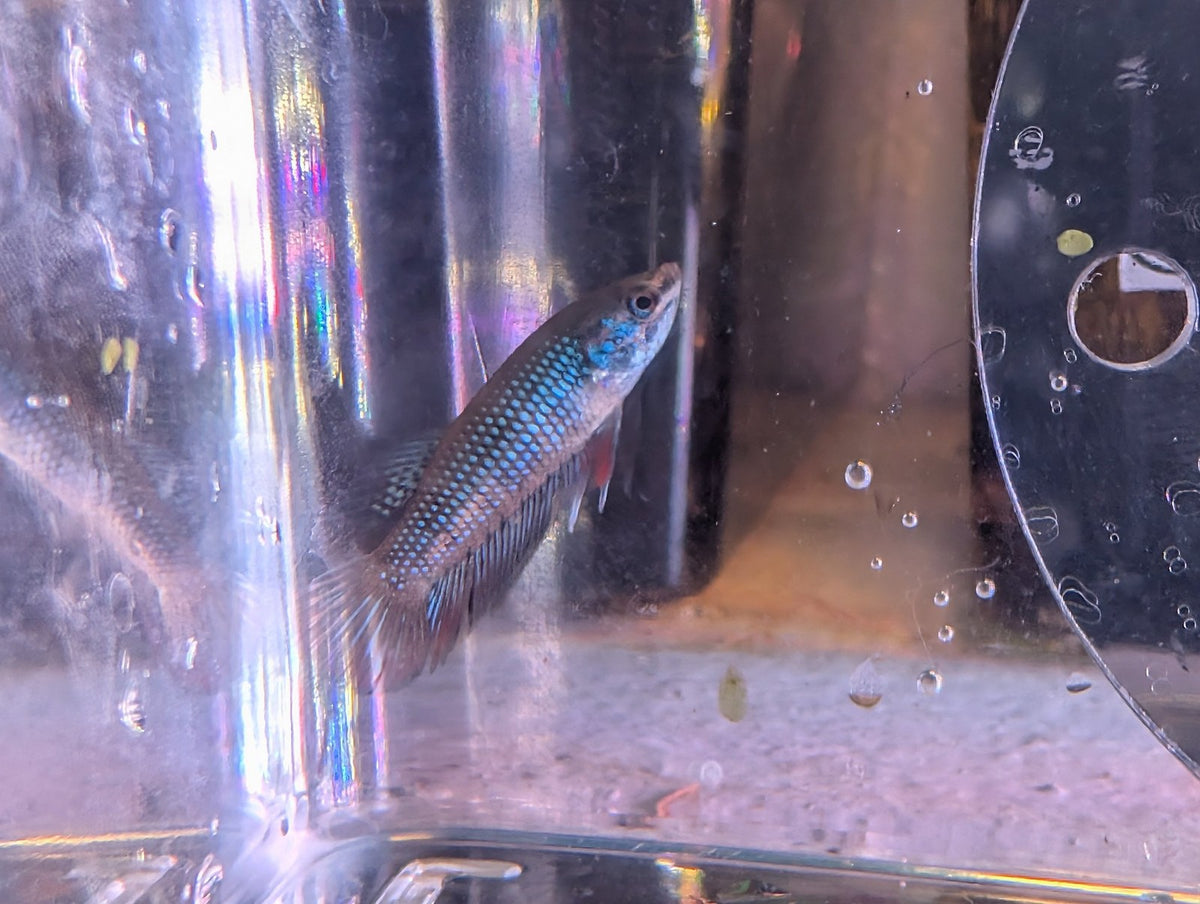 Pair Of Betta Imbelis - "Crescent Betta" - Rare Wild Betta Fish WYSIWYG - Image 8