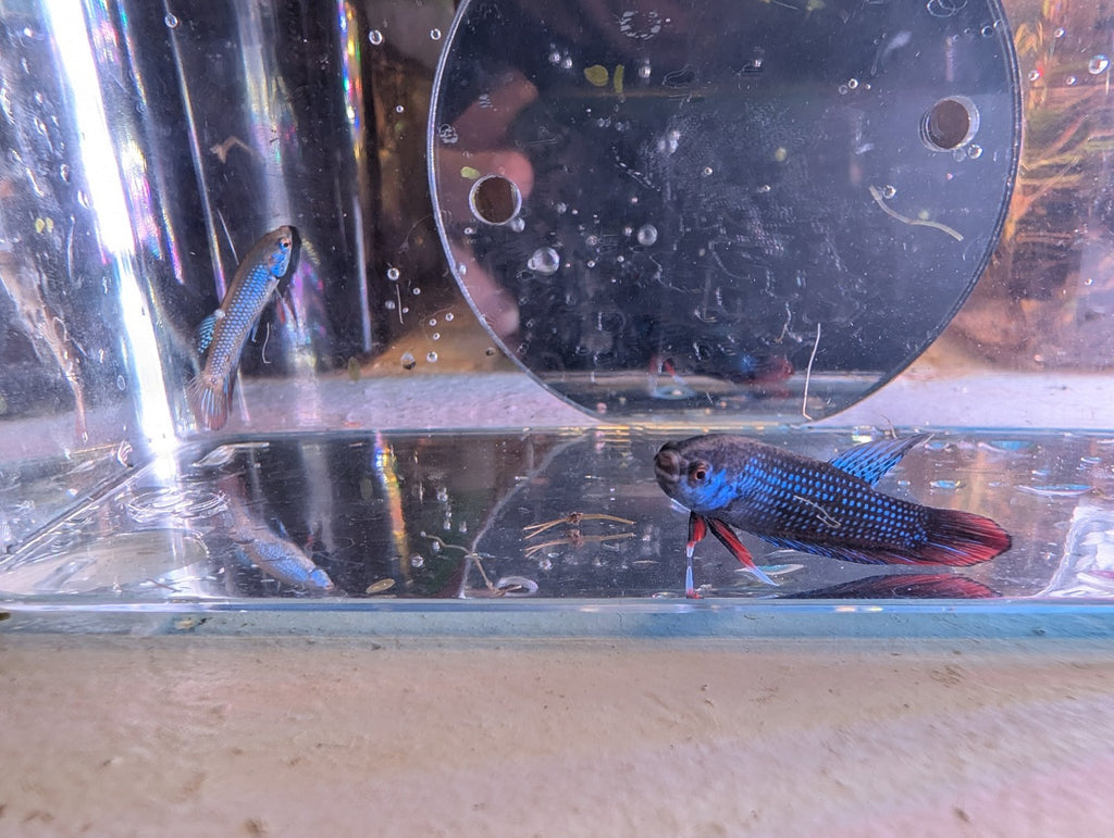 Pair Of Betta Imbelis - "Crescent Betta" - Rare Wild Betta Fish WYSIWYG - Image 9