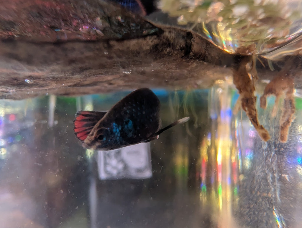 Betta Imbelis - Wild Type Wild Betta Fish - Franks Bettas Line Original Rare - Image 11