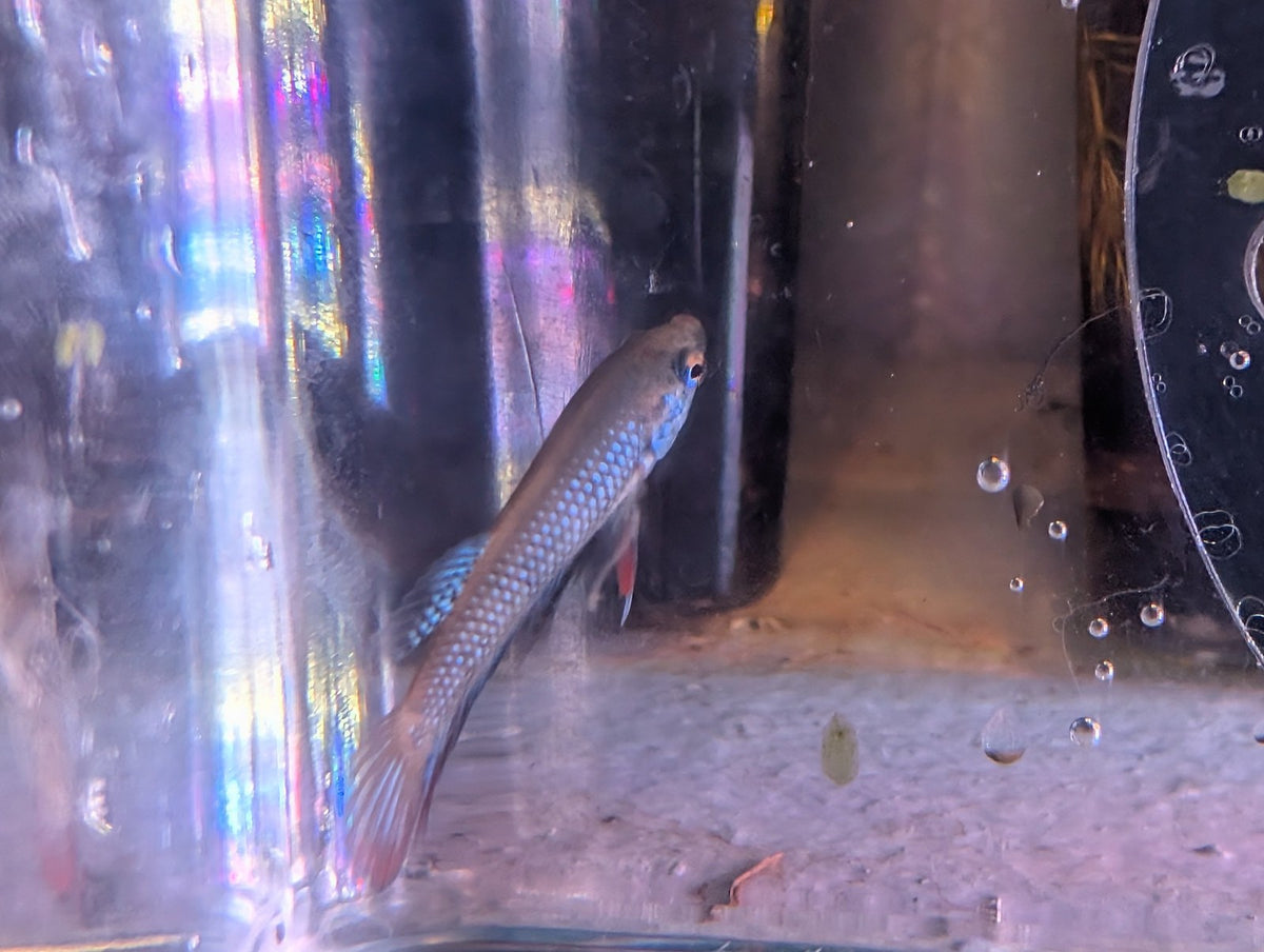 Pair Of Betta Imbelis - "Crescent Betta" - Rare Wild Betta Fish WYSIWYG - Image 10