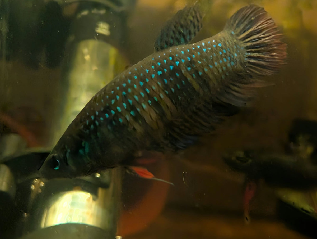 Betta Imbelis - Wild Type Wild Betta Fish - Franks Bettas Line Original Rare - Image 13