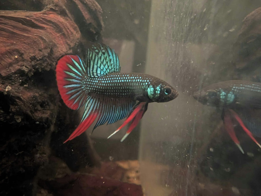 Betta Imbelis - Wild Type Wild Betta Fish - Franks Bettas Line Original Rare - Image 12