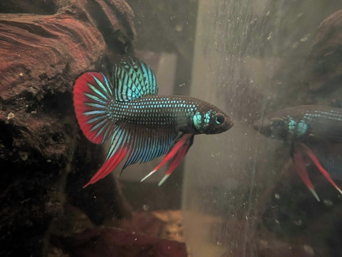 Betta Imbelis - Wild Type Wild Betta Fish - Franks Bettas Line Original Rare - Image 12