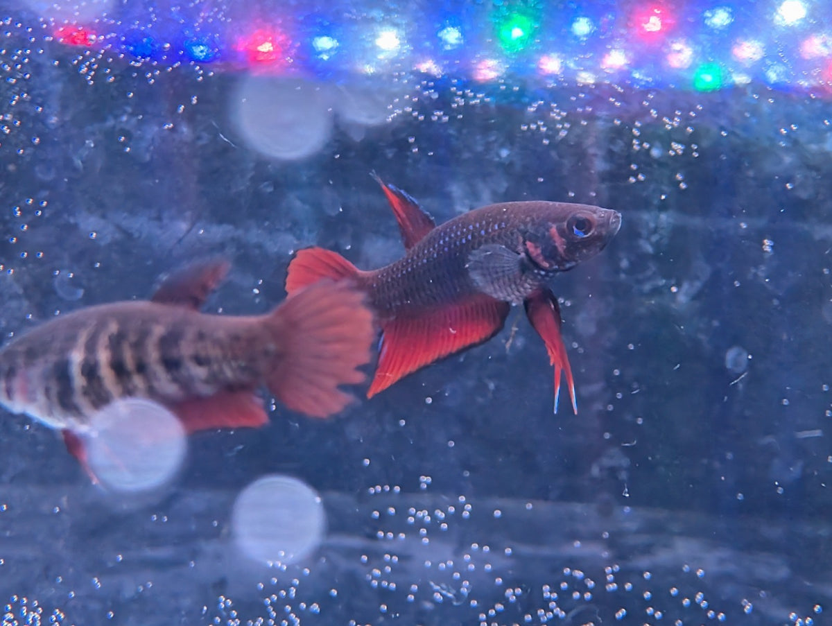 WILD betta Splenden - Original Wild Type - Frank's Bettas Line Young Fish - Image 2