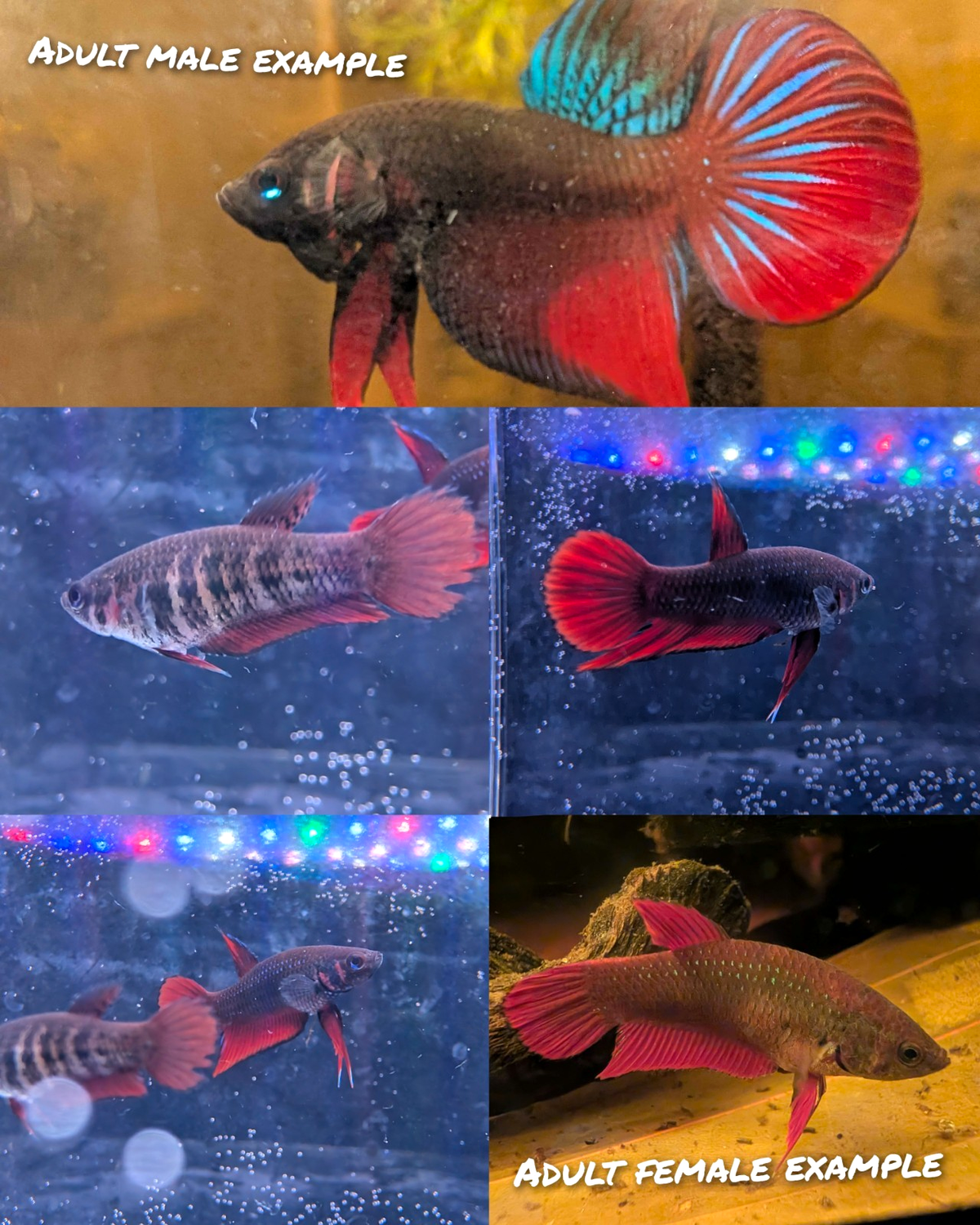 WILD betta Splenden - Original Wild Type - Frank's Bettas Line Young Fish - Image 1