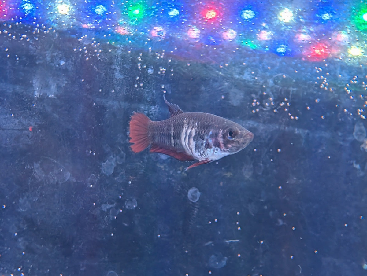 WILD betta Splenden - Original Wild Type - Frank's Bettas Line Young Fish - Image 4