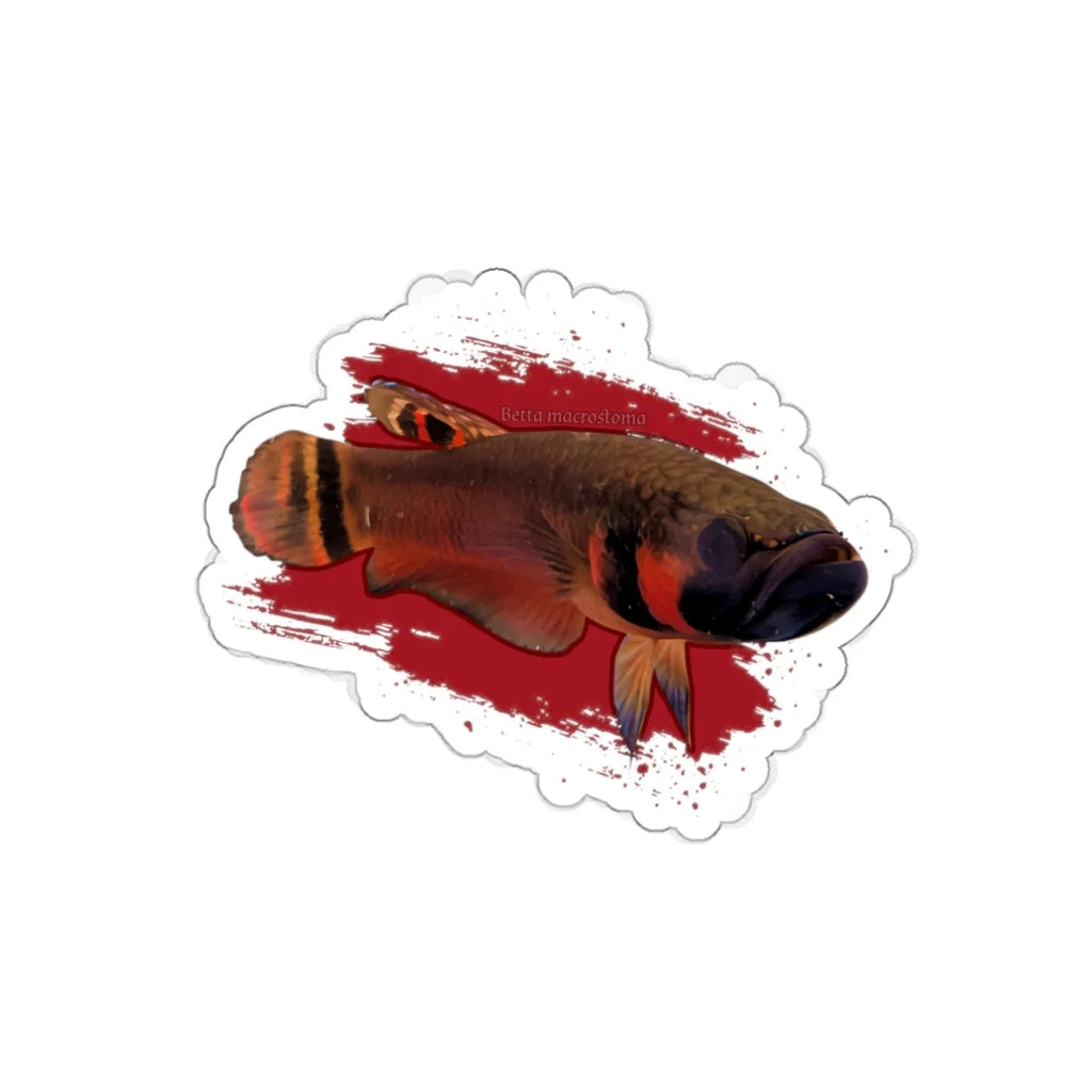 Betta macrostoma sticker - die cut