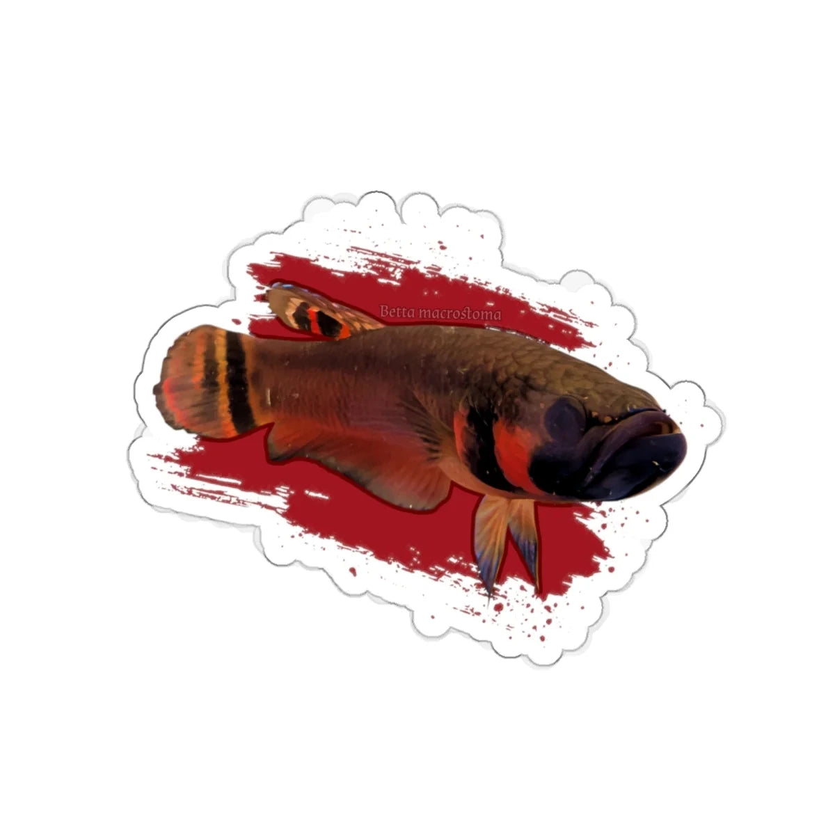 Betta macrostoma sticker - die cut