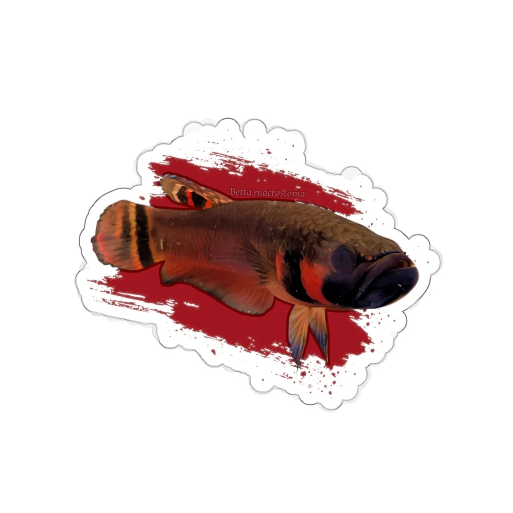 Betta macrostoma sticker - die cut
